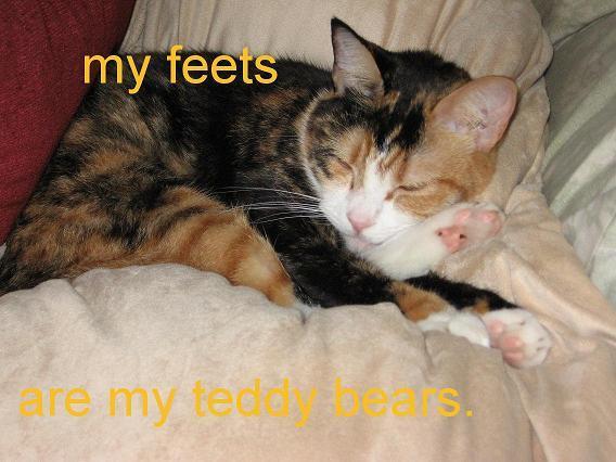 Sleepy cat hugging back feet, text: "My feets are my teddy bares"